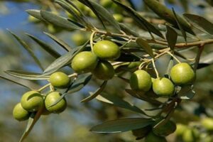 Tour Ruta Del Olivo Con Almuerzo Criollo