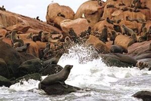 Tour De Mar: Visita A “Isla De Lobos”